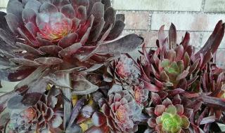 不冷不热是什么意思